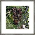 Short-nosed Fruit Bats Framed Print