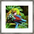 Shy Parrot Framed Print