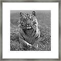 Siberian Tiger Charging Framed Print