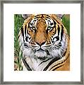 Siberian Tiger Staring Endangered Species Wildlife Rescue Framed Print