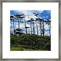Silhouettes Of Wind Sculpted Krumholz Trees Framed Print