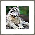 Singapore Zoo White Tiger Framed Print
