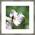 Single Classic Pink Country Rose And Buds Framed Print