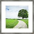 Single Tree Framed Print