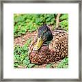 Sitting Duck- Impressionist Framed Print