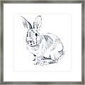 Sketched Rabbit Ii Framed Print