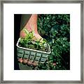 Skimmia Seedlings Framed Print