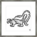 Skunk Framed Print