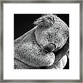 Sleeping Koala Framed Print