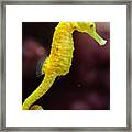Slender Seahorse Hippocampus Reidi Framed Print