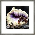 Small Hermit Crab Framed Print