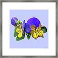 Small Yellow And Purple Pansies Framed Print