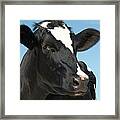 Smart Looking Cow Framed Print