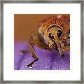 Smile You Are Caught On Camera... Framed Print
