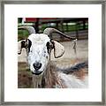 Smiling Billy Goat Framed Print