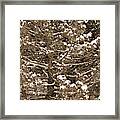 Snow And Branches Framed Print