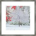Snow Covered Tree And Red Leaves Framed Print