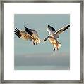 Snow Geese Landing Framed Print