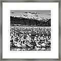 Snow Geese Reflection Black And White Framed Print