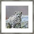 Snow Leopard Cub Framed Print