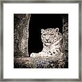Snowleopardportrait2 Framed Print