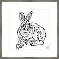 Snowshoe Hare Framed Print