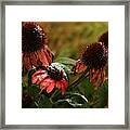 Snowy Coneflowers Framed Print