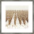 Snowy Corn Stalks Framed Print
