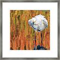 Snowy Egret 6248-061219 Framed Print