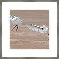 Snowy Egret Chase 5470-080919 Framed Print