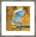Snowy Egret Fishing 8645-061919 Framed Print