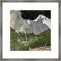 Snowy Egret With Fish 6896-041419 Framed Print