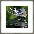 Snowy Egrets 8233-061819 Framed Print