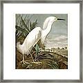 Snowy Heron, Or White Egret By John Audubon Framed Print