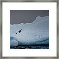 Snowy Iceberg Home To Three Penguins Framed Print