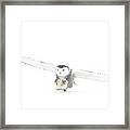 Snowy Owl Coming In For The Kill Framed Print