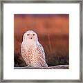 Snowy Owl, George C. Reifel Bird Framed Print