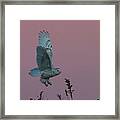 Snowy Owl In Pinky Early Morning Framed Print