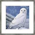Snowy Owl Nyctea Scandiaca Perching On Framed Print