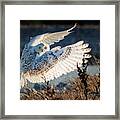 Snowy Owl Taking Off Framed Print