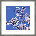 Snowy Tree Branches Framed Print
