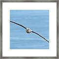 Soaring Short-tailed Albatross Framed Print