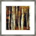 Aspen Tree Forest Framed Print