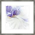 Softness Of A Lavender Iris Flower Framed Print