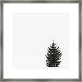 Solitary Evergreen Tree Framed Print