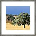 Solitary Stance - Oak Tree, California Framed Print