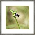 Sombre Bee Orchid Framed Print
