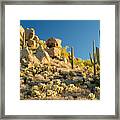Sonoran Desert Landscape Framed Print
