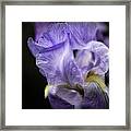 Soul Blossom - Blue Bearded Iris Framed Print