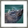 South African Fur Seal Surfacing Framed Print